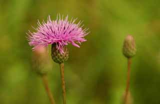 �����K���X�̐X