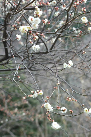 �c�Y�~�̗�