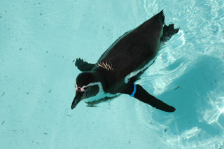 ��юR������