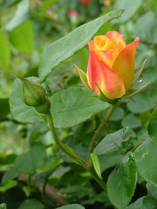 ���c�o����