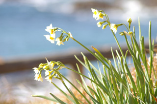 ���Ό���