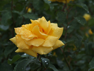 ���l���i��