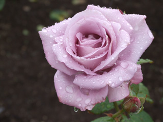 ���l���i��