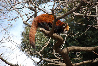 ��юR������