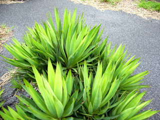 �O�Y��������