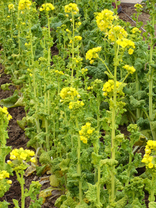 �c�Y�~�̗�