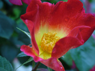 ���c�o����