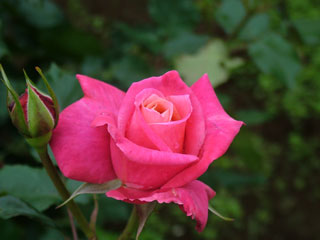 ���c�o����