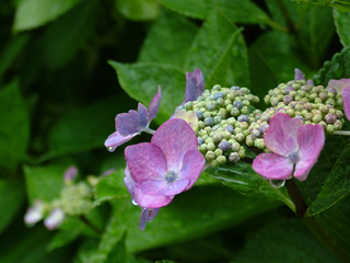 ���l���i��