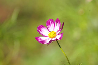 �v���l�@�Ԃ̍�