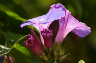 �v���l�@�Ԃ̍�