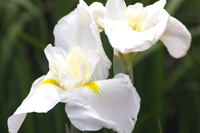 ���傤�ԉ�