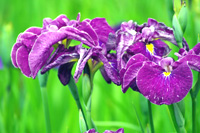 ���傤�ԉ�